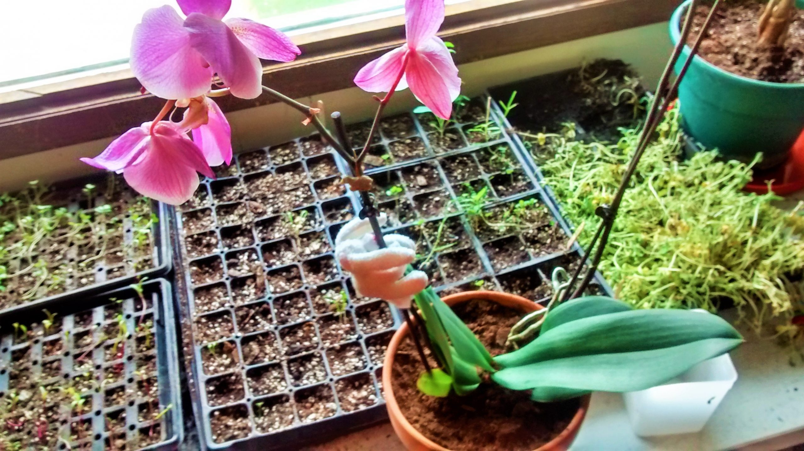A Beginner's Guide to Caring for an Orchid