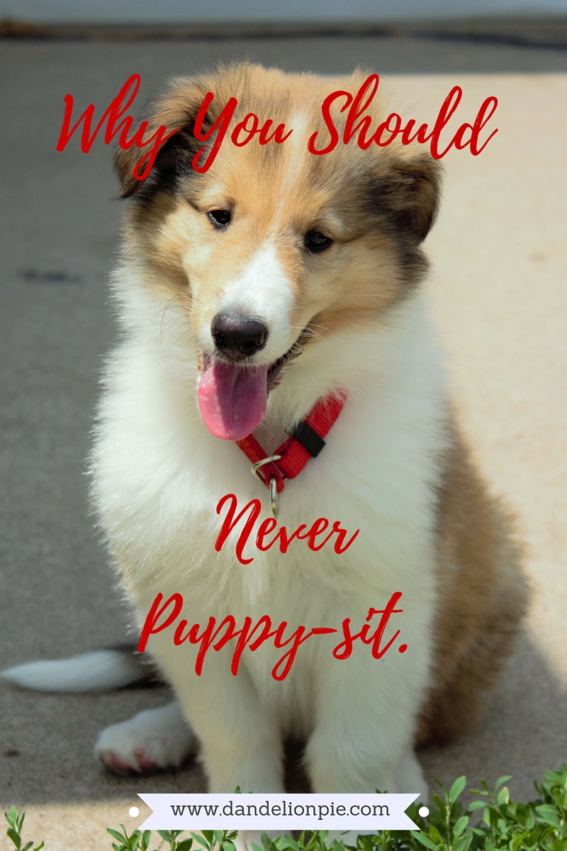 Why You Should Never Puppy-Sit (A Cautionary Tale) #blogger #puppy #collie #puppysit #roughcollie