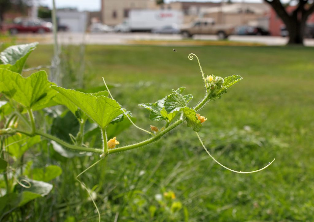 What's Growing in my Garden in August