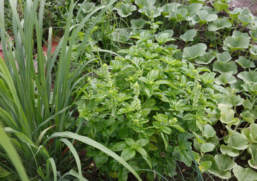 On your left is the monstrous lemongrass. In the middle is my basil, and everywhere else is watermelon vines. Mercy.