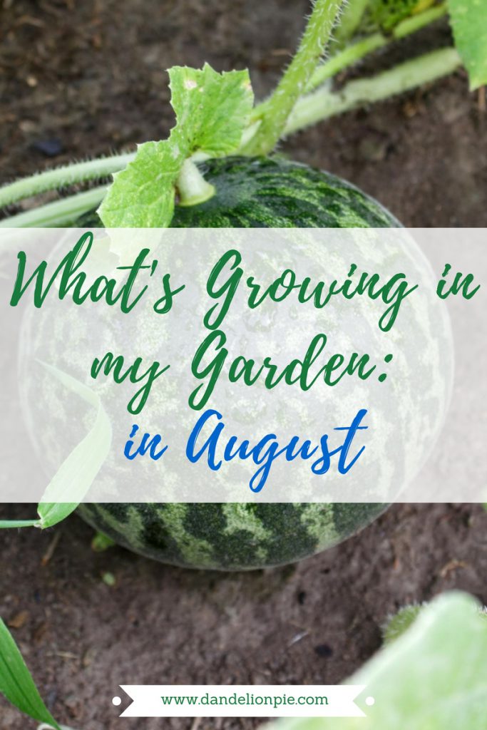 What's Growing in my Garden in August #garden #august #plant #gardening #watermelon