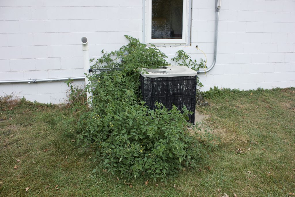 That One Time I Discovered a Massive Tomato Plant in Our Own Yard