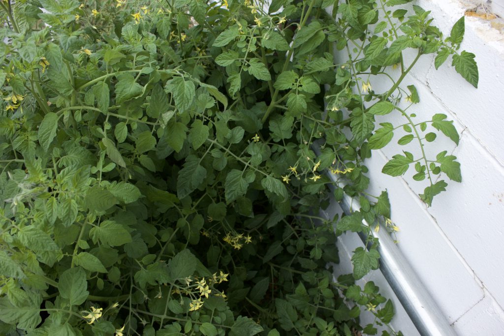 That One Time I Discovered a Massive Tomato Plant in Our Own Yard