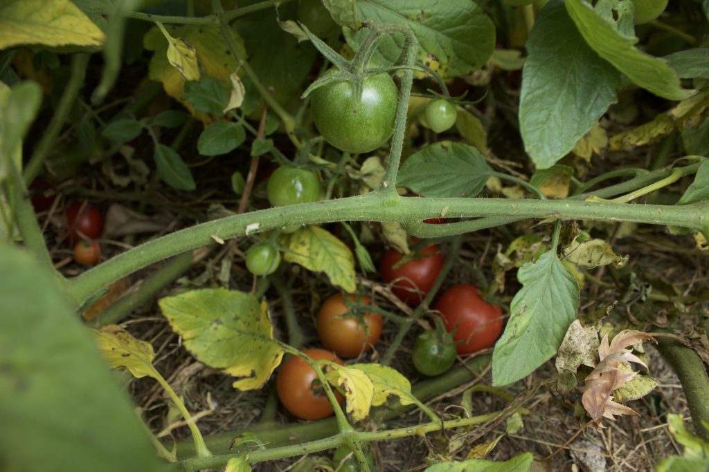 That One Time I Discovered a Massive Tomato Plant in Our Own Yard