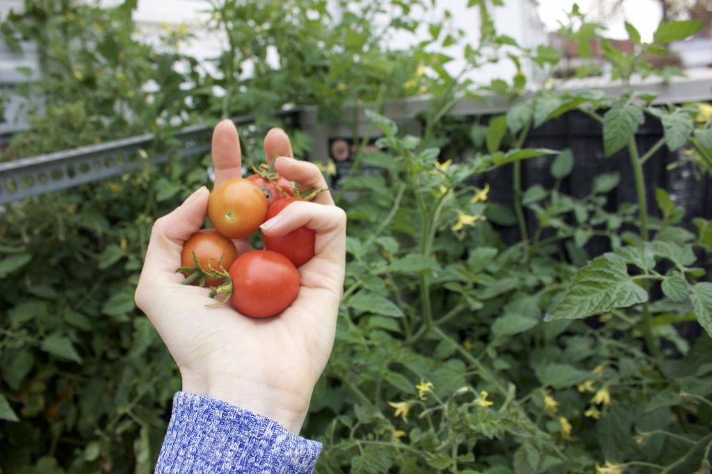 That One Time I Discovered a Massive Tomato Plant in Our Own Yard