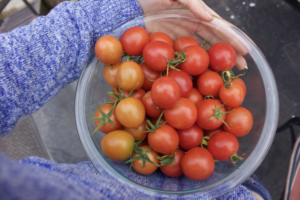 That One Time I Discovered a Massive Tomato Plant in Our Own Yard