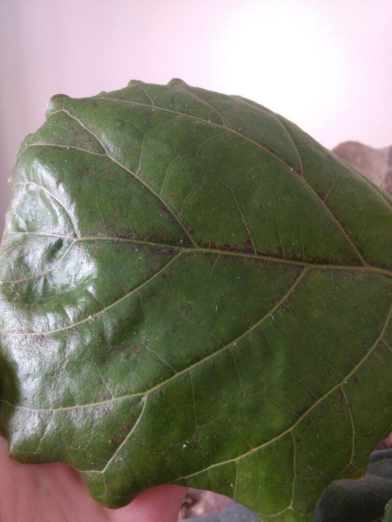 fiddle leaf fig tree brown spots, why does my fiddle leaf fig tree have brown spots, fiddle leaf fig, 

