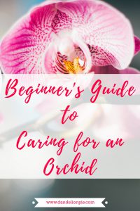 A Beginner's Guide to Caring for an Orchid #orchid #plant #howto #blogger